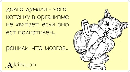 Кот наркоман - горе в семье.