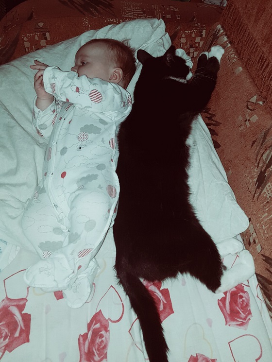 Котовторник  14.02.2017