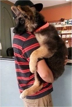 Самые смешные животные