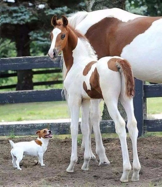 Самые смешные животные