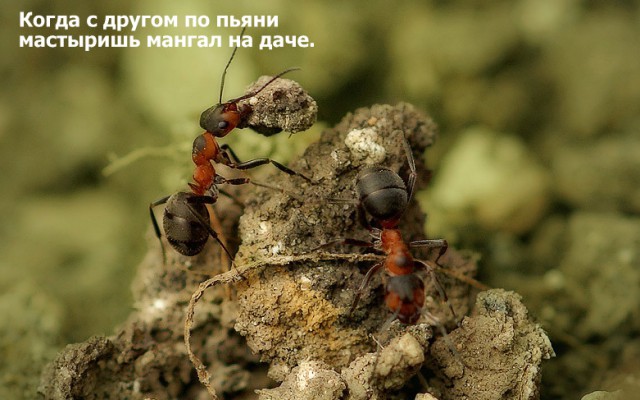 Все любят халяву