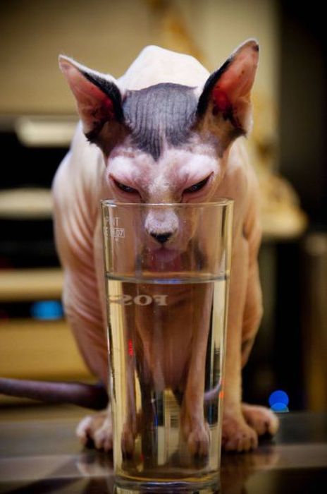 Коты и Кошки