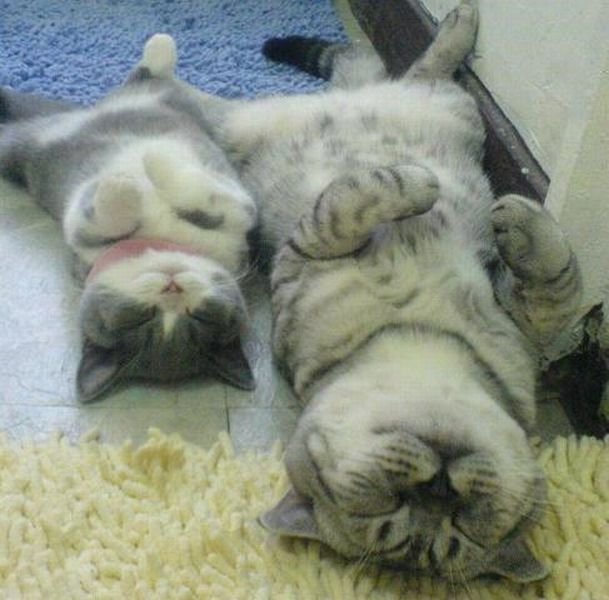 Коты и Кошки