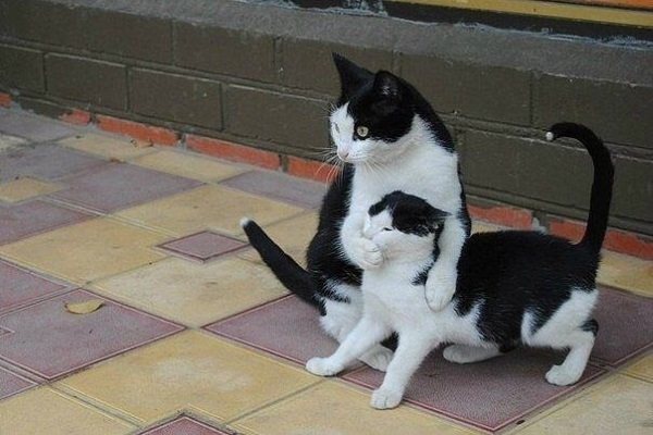 Коты и Кошки