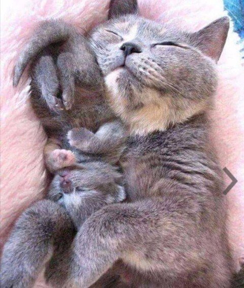 Коты и Кошки