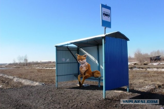 Вышли на международный уровень! Новосибирская остановка за 500 тысяч рублей попала в американские СМИ