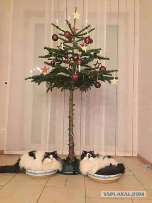 Котовторник  05.12.2017