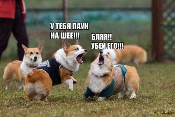 Не очень адекватный юмор