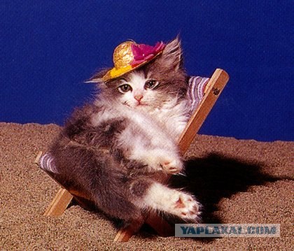 Котовторник на ЯПлакалъ (27.05.08), прикольные коты, добавляем свои!