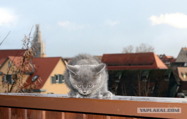 День котов