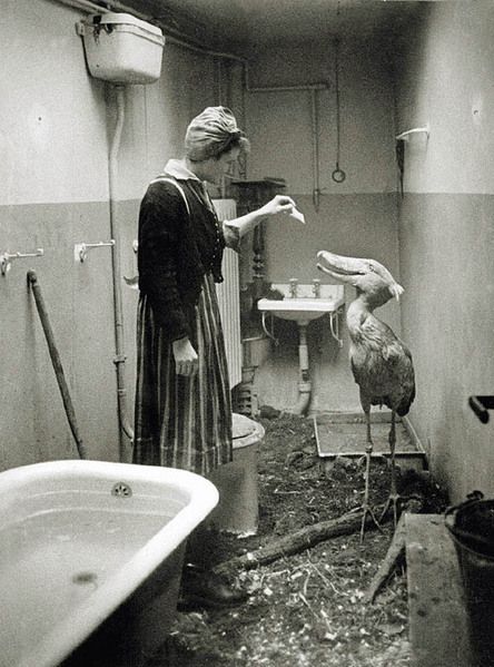 История в фотографиях
