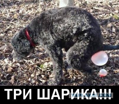 Не давайте собакам жвачку !