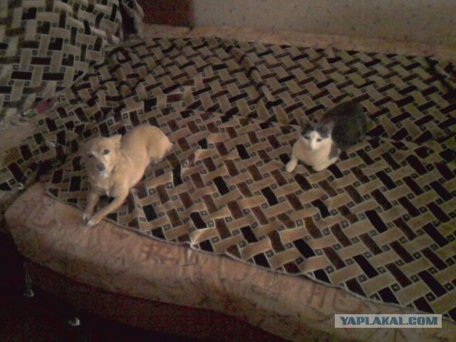 Котовторник 20.03.2012