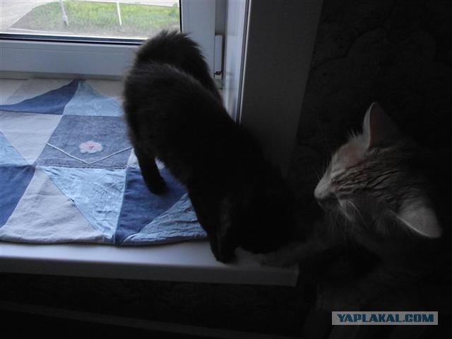 Котовторник  12. 06. 2012