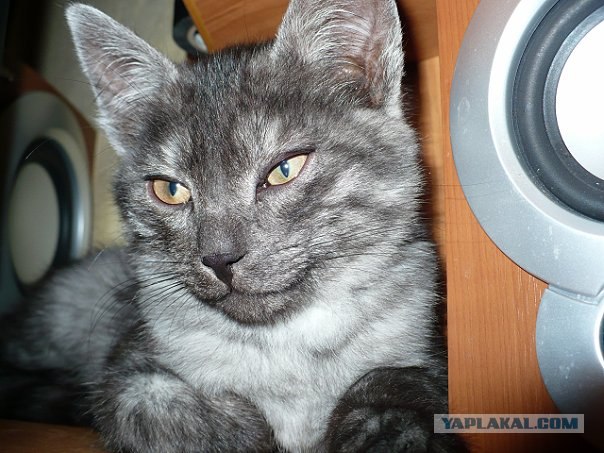 Котовторник  16.10.12