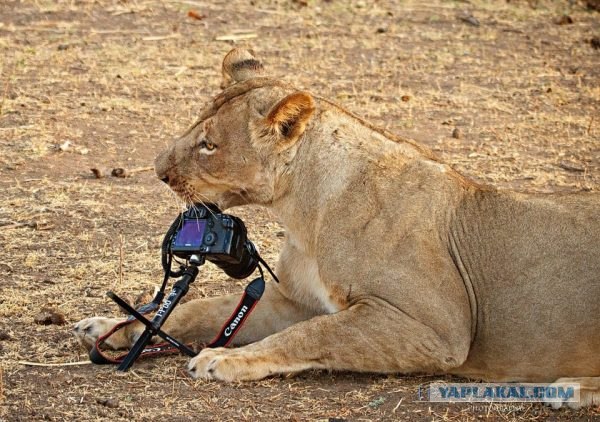 Спокойствие, только спокойствие!