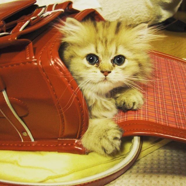 Забавные фото котеек