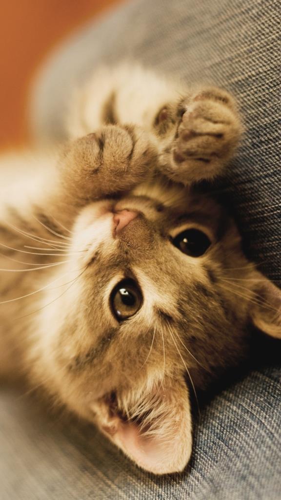 Забавные фото котеек