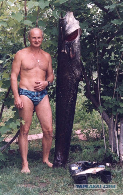 Вот это сомище!