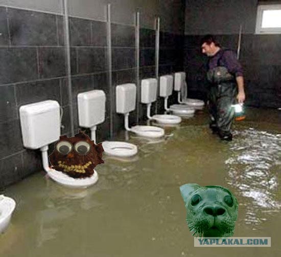 Фотожаба: Испуганый морской котик
