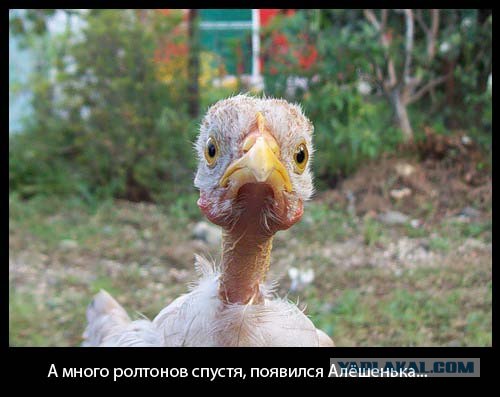 Фотожаба: Цыпа