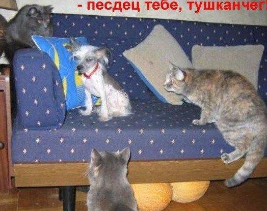 Это дрессировка или просто "дедовщина"?