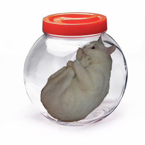 Котэ-креведко