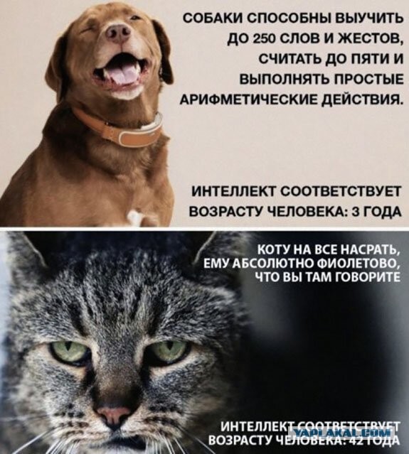 Я не люблю собак