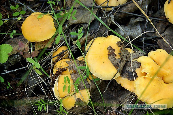 Мясное суфле