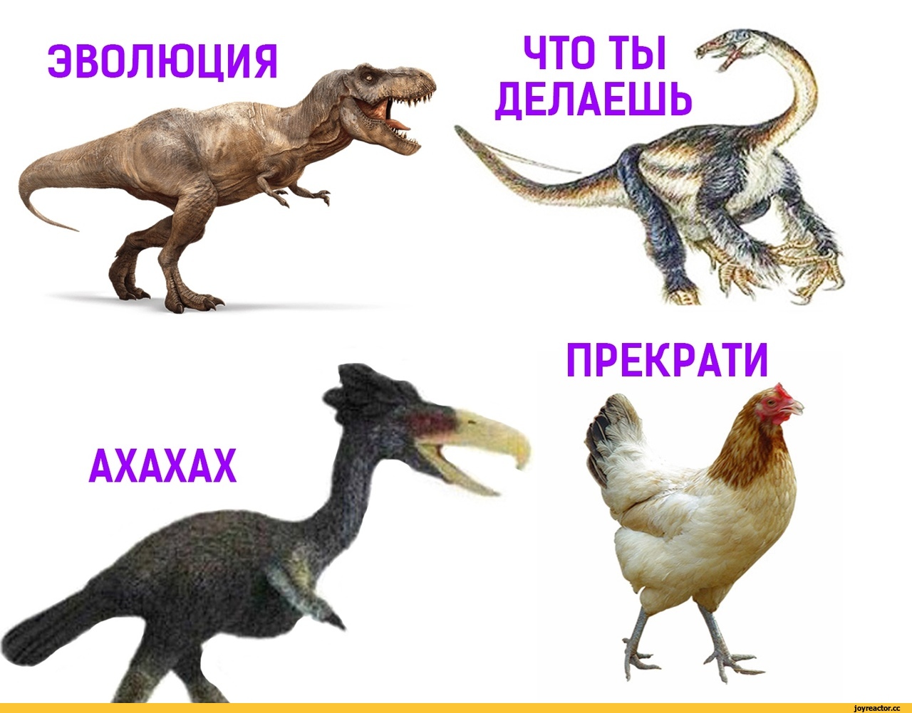 Развитие динозавров. Эволюция динозавров. Курица родственник динозавра. Курица потомок динозавров. Динозавр прародитель курицы.