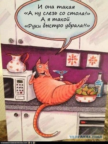 Весёлый полтишок 08.09.22