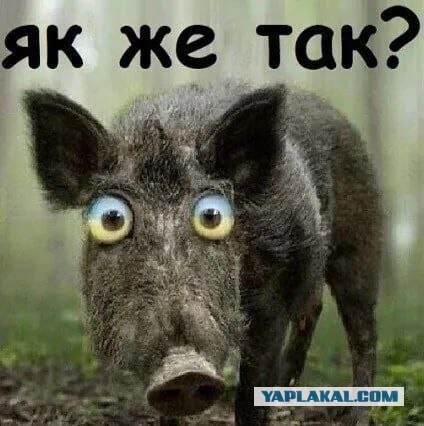 Украинка убила приютившего ее немца из-за нежелания съезжать с его квартиры