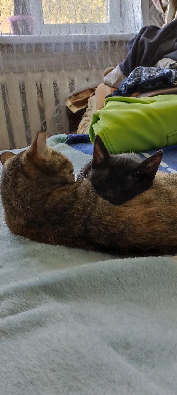 Коты деревенской породы