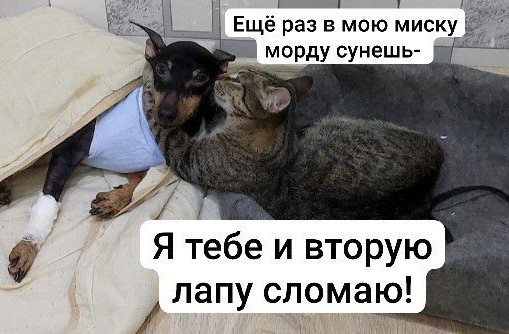 Шерстяной помогает в трудную минуту