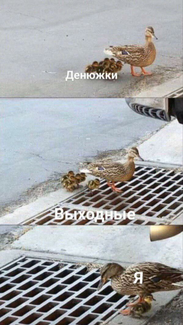 Весёлый полтишок 16.02.25