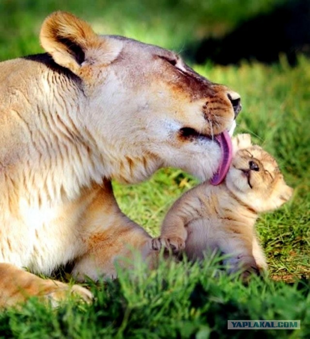Самые смешные коты и кошки за всю историю комичного конкурса Comedy Wildlife Photography Awards