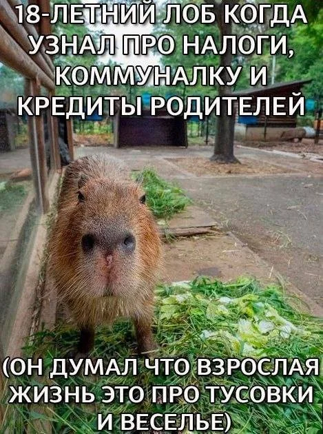 Юмор для тех, кто уже повзрослел и понял, что счастье — это когда никто не звонит