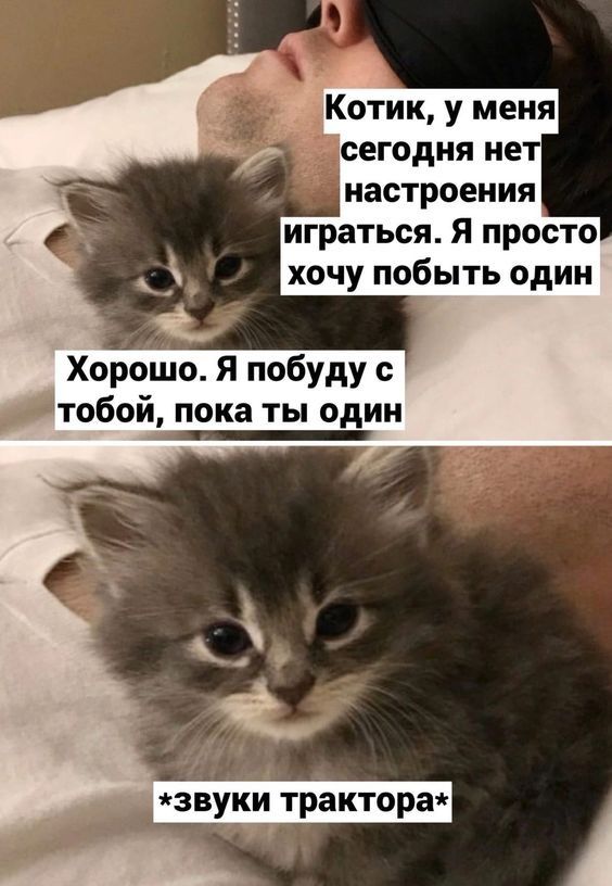 Девушка попросила в Хвиттере остальных скинуть любимые мемы с котами