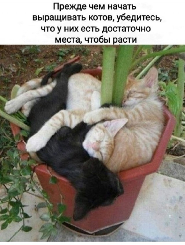 Сиськи