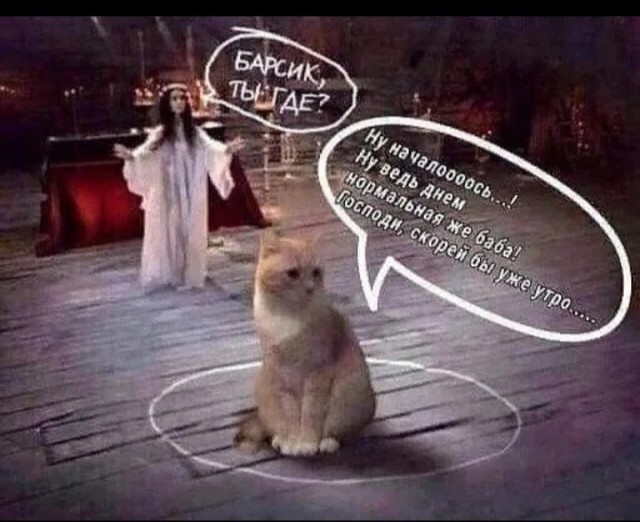 Подборка картинок-баянов с котиками и про котиков. Выпуск 21