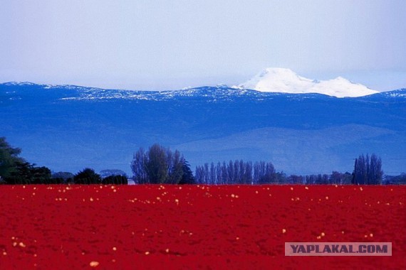 Результаты конкурса на новый дизайн флага России