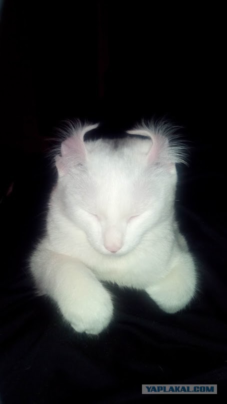 Котовторник 6.05.2014