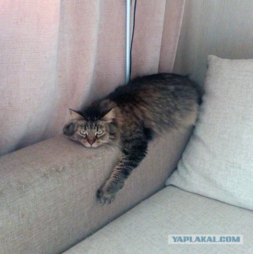 Котовторник 17.06.2014