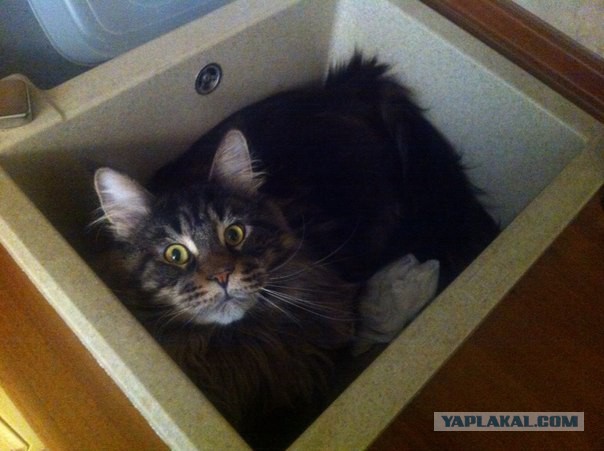 Котовторник 23.09.2014.