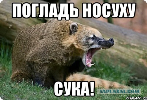 Носуха Элвис прозрачно намекает, что его нужно