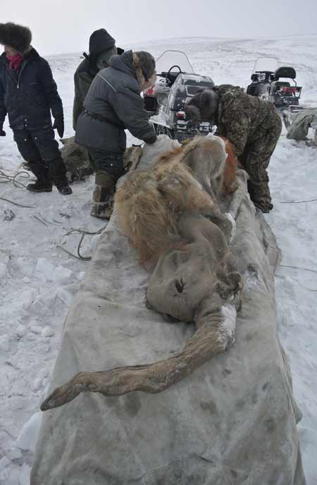 В Якутии найден уникально сохранившийся мамонтенок