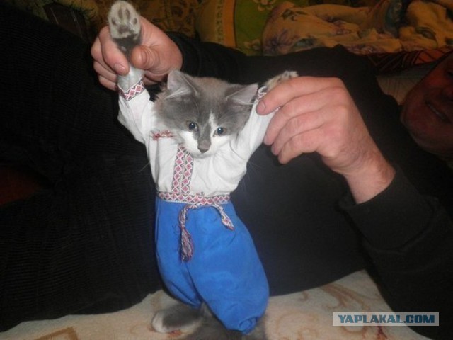 Вы будете смеяться, но!