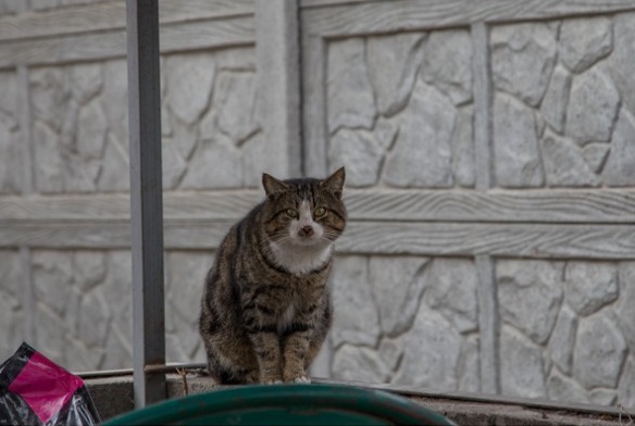 Уличные севастопольские коты