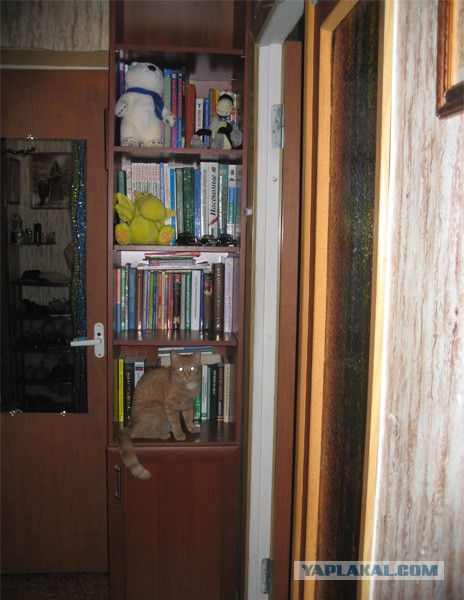 Котовторник
