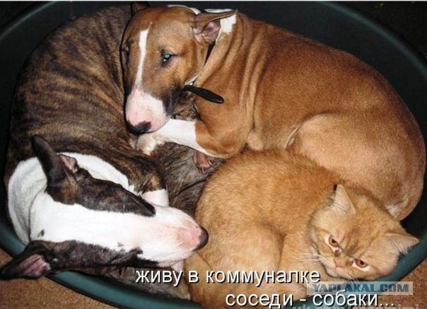 Просто картинки
